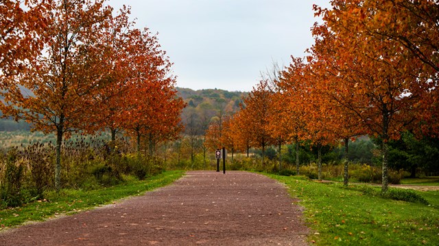 Bright trees line the Allée walkway 