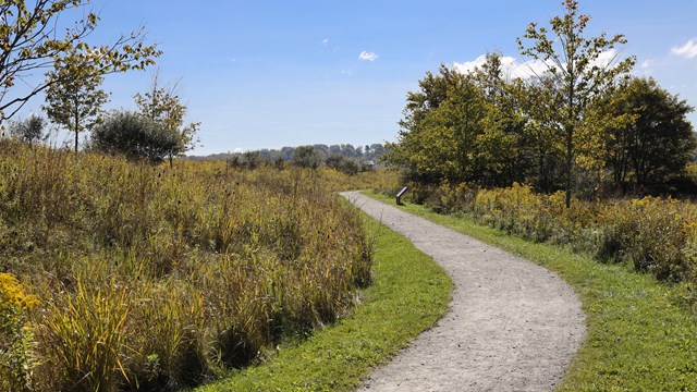 An unpaved trail lined with green grass and small trees 