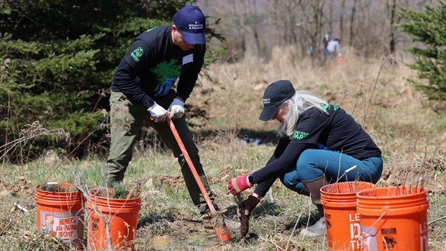 Two volunteers work together to plant trees.
