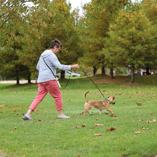 Visitor walking a dog on the grass