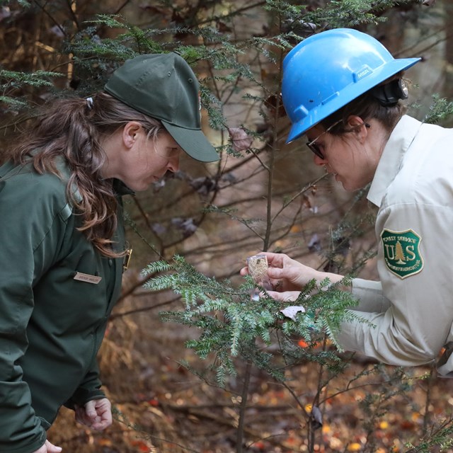 NPS Ranger and a USFS Ranger release predatory beetles on Hemlock trees.