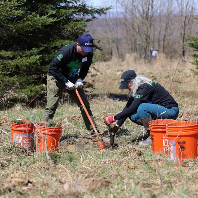 Two volunteers work together to plant trees.