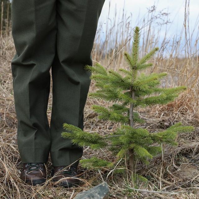 Park ranger feet next to a tree.