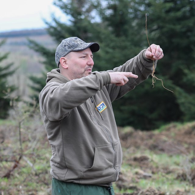 Forester holding a seedling tree.