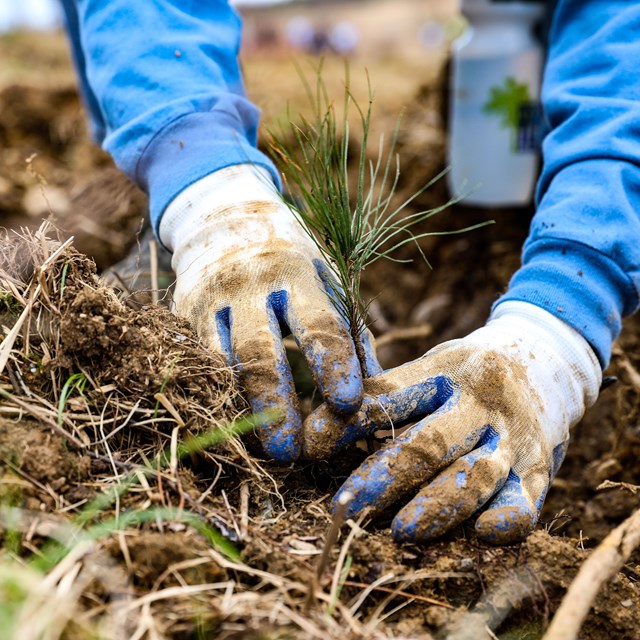 A volunteer planting a seedling at the Plant a Tree event.