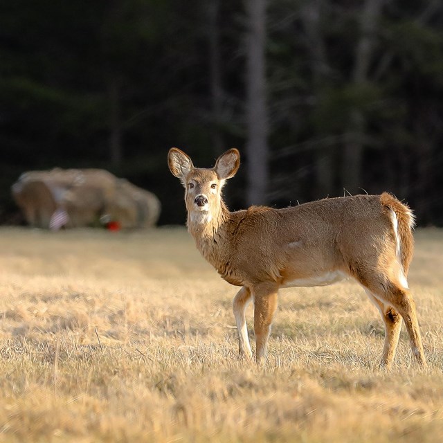 Deer at boulder.