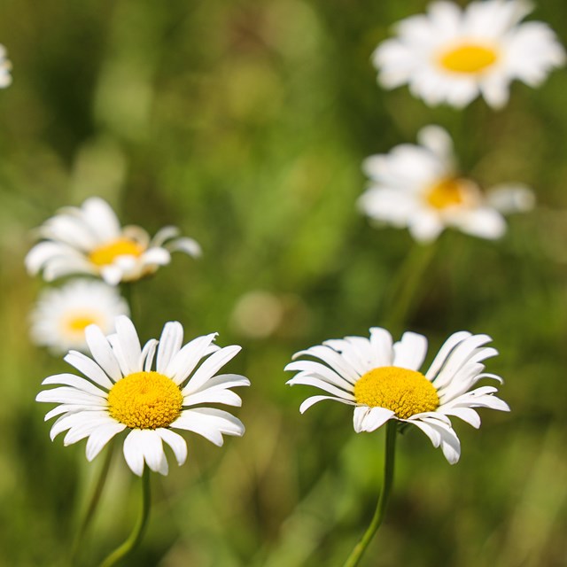 Oxeye Daisy are one type of wildflowers planted at the memorial.