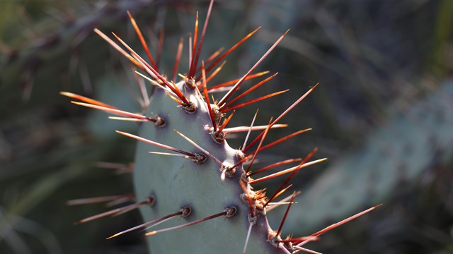 Close up of cactus and spines