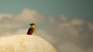 A flycatcher perches on a wall