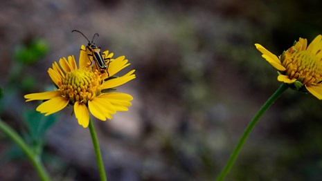 A close up of a yellow aster flower with a beetle crawling on it.