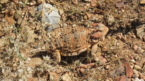 A short horned lizard blends in with the brown rocky terrain.