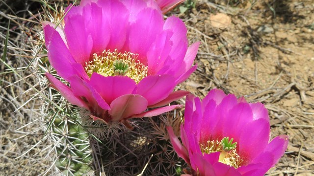 Pink flowers bloom on cactus.