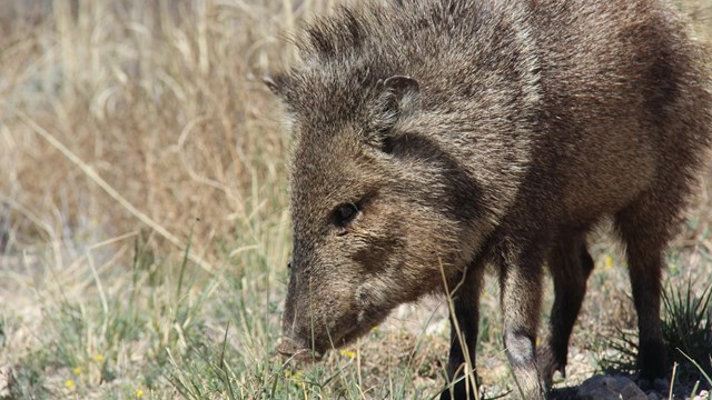 A javelina eats green grass