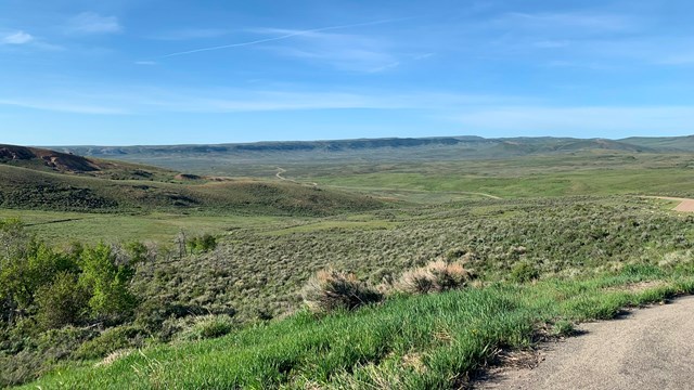 A road winds into the distance through bright green shrubbery and under a bright blue sky.