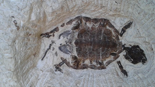 Green River Formation fossil of a young pond turtle facing right in the rock. 