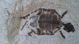 Fossil of a young pond turtle facing right in the rock.