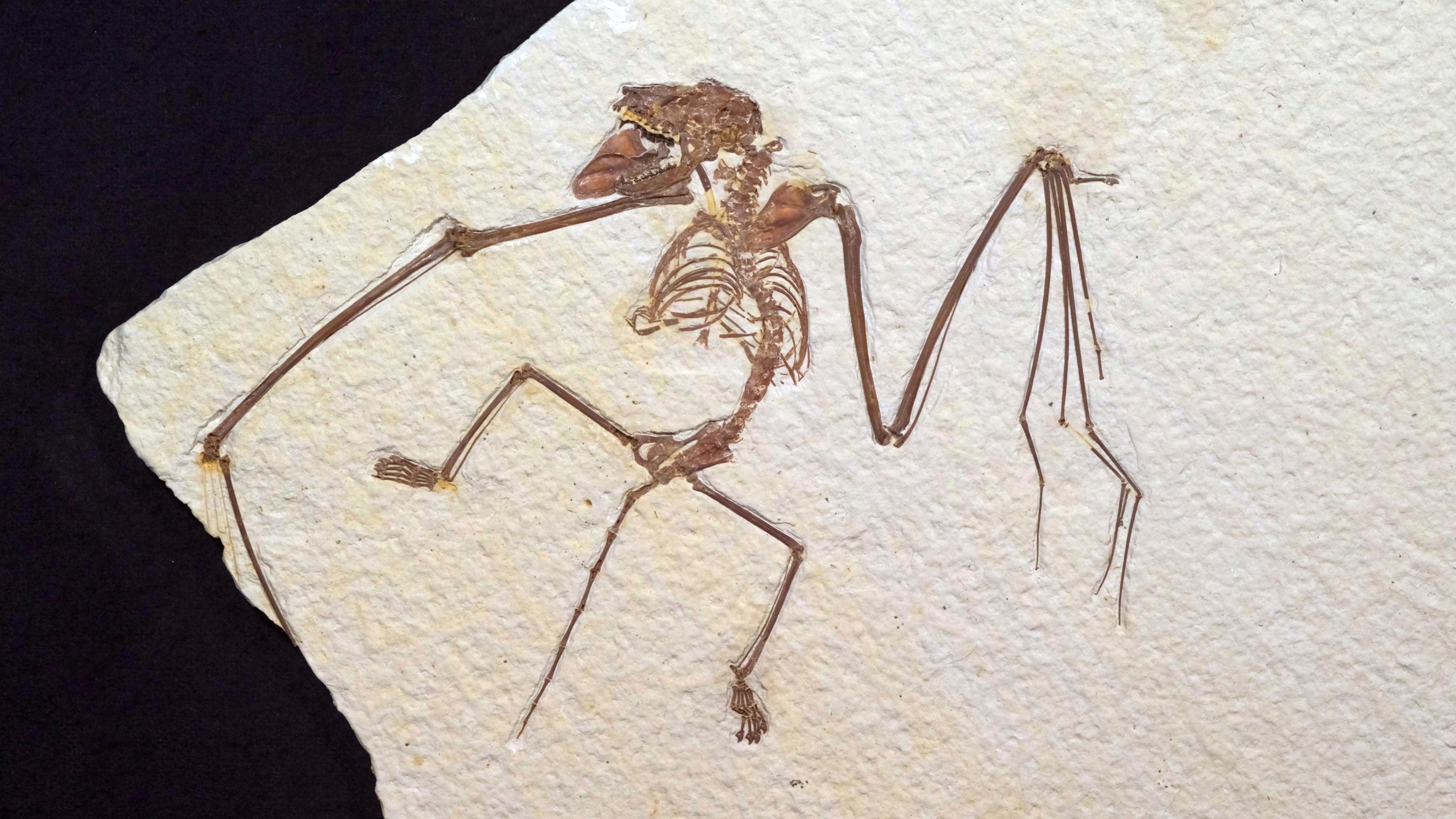 A fossil bat with right wing outstretched and left wing down and cut off by the edge of the rock.