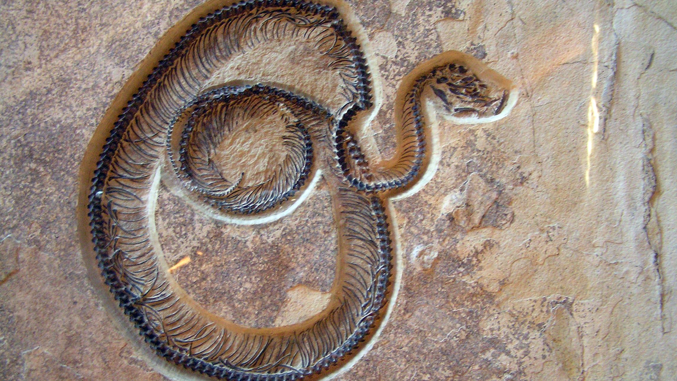 A coiled snake fossil with its head jutting to the right.