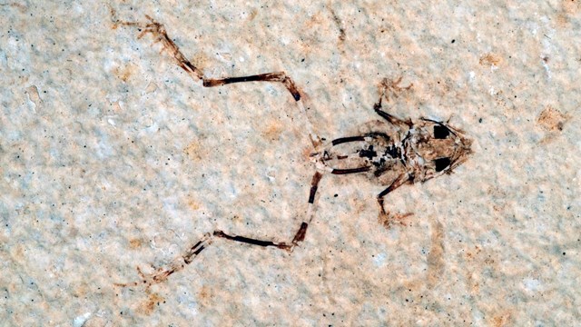 A fossil frog facing left with legs stretched out. From Green River Formation.