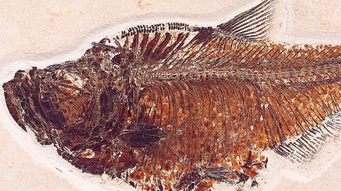 Diplomystus dentatus, a football shaped Eocene herring fish fossil facing left.
