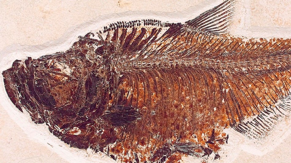 Diplomystus dentatus, an ancient herring fish