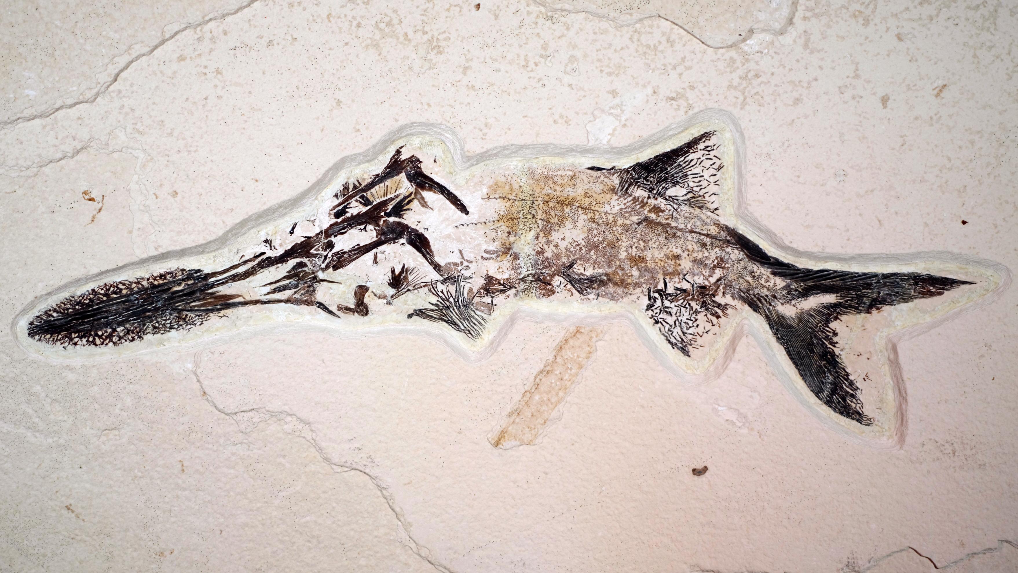 A fossil paddlefish with dark nose, tail, and fins.
