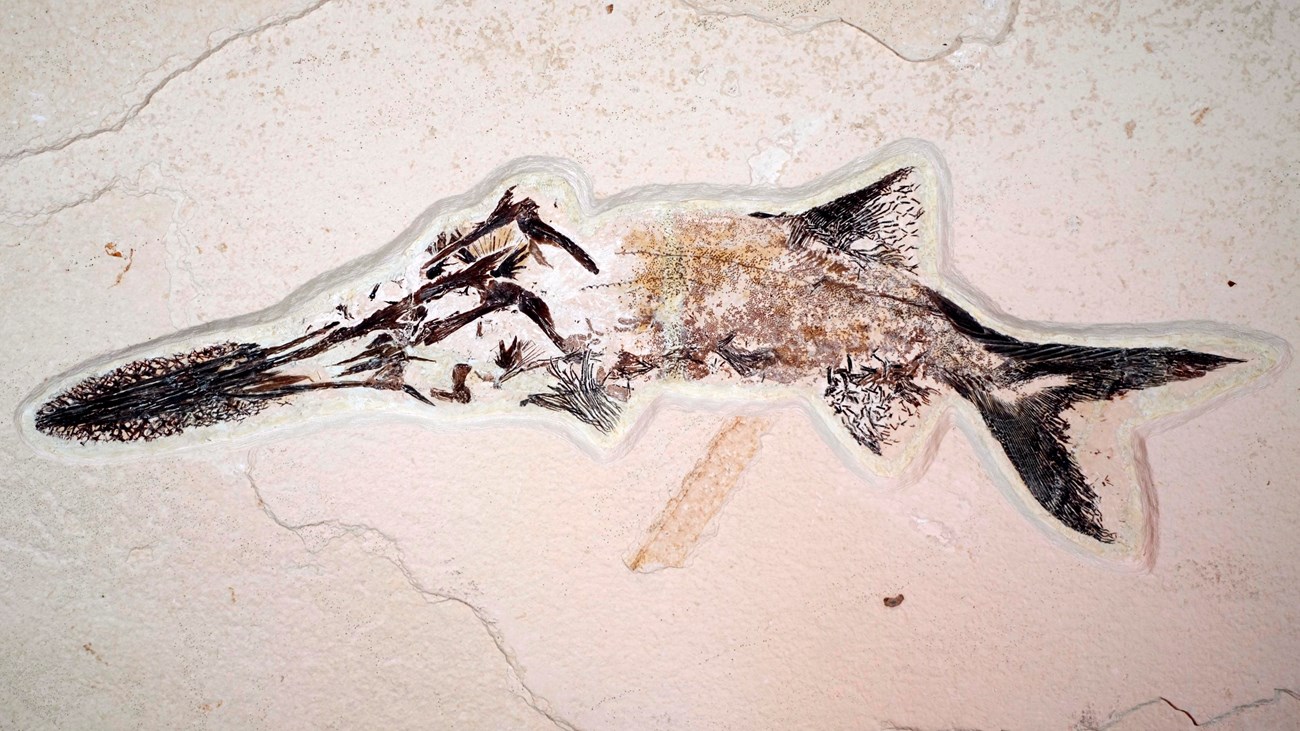 A fossil paddlefish Crossopholis magnicaudatus with dark nose, tail, and fins. Green River Formation