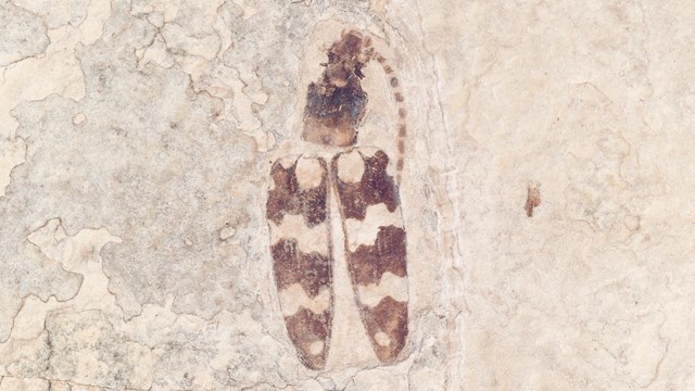 A fossil beetle with zigzag dark and light pattern on the wings. From Green River Formation.