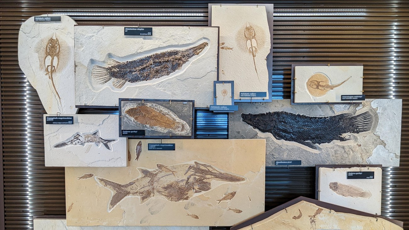 Exhibit featuring fossils of stingrays, gars, paddlefish, and bowfins.