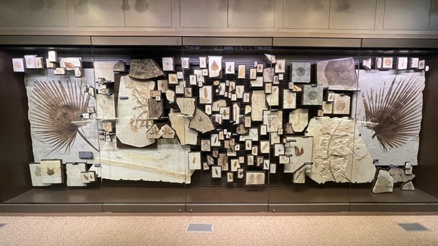 Exhibit with around 50 different Green River Formation plant fossils.