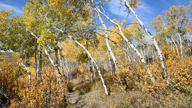A trail heads through aspens; the leaves are green and yellow.