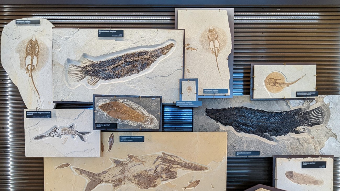 Exhibit with fossils of stingrays, bowfins, paddlefish, and gars.