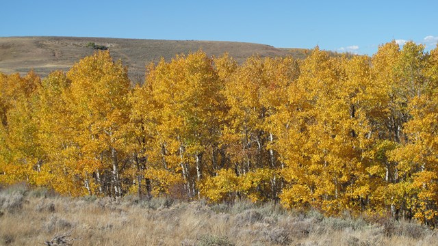 Yellow-leaved aspens in a row with yellow grasses in front.