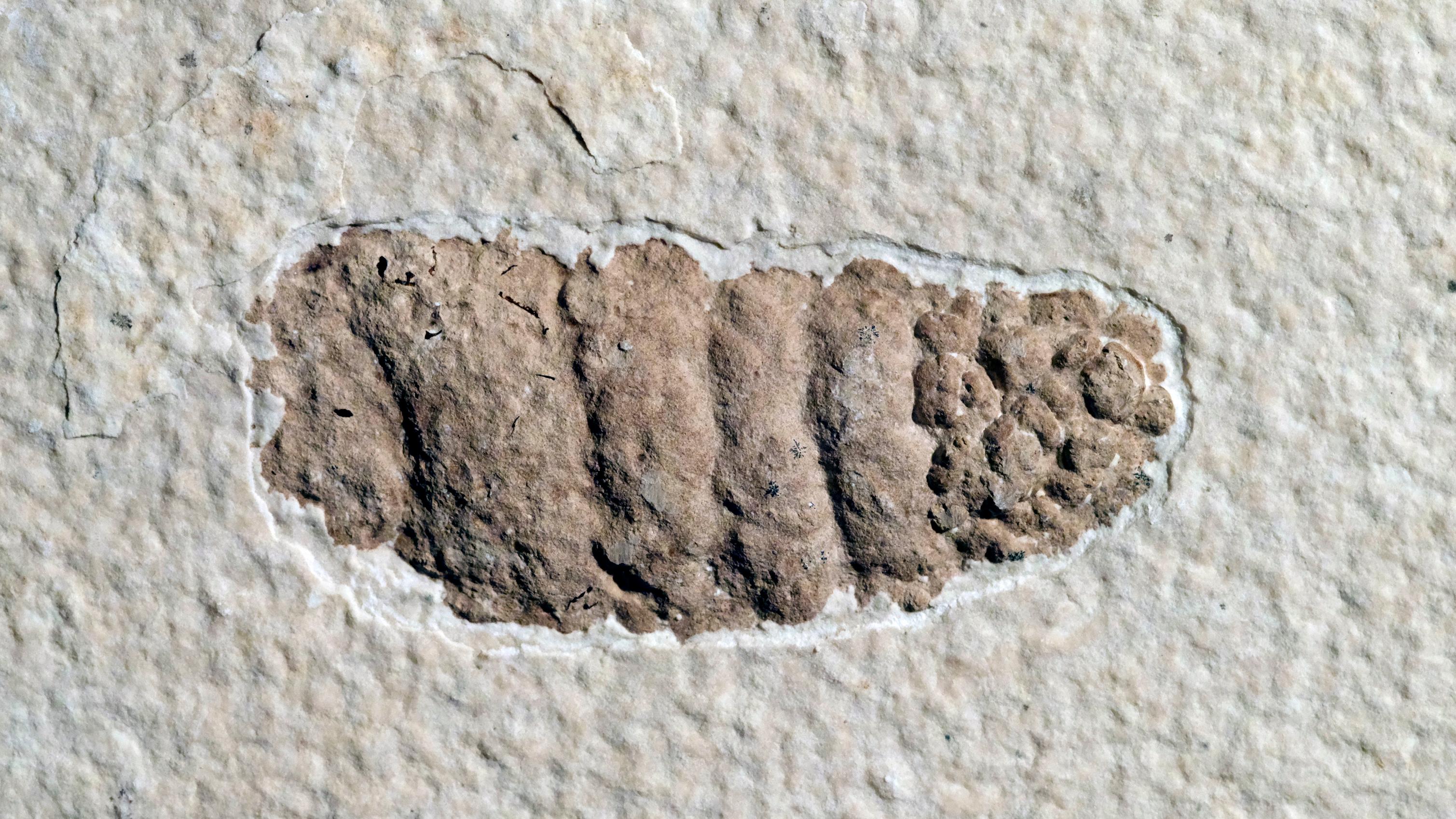 A pinkish, spiral fossil poop