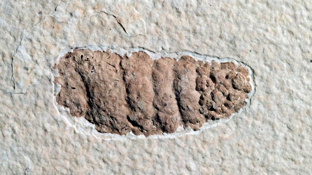 A pinkish, spiral fossil poop