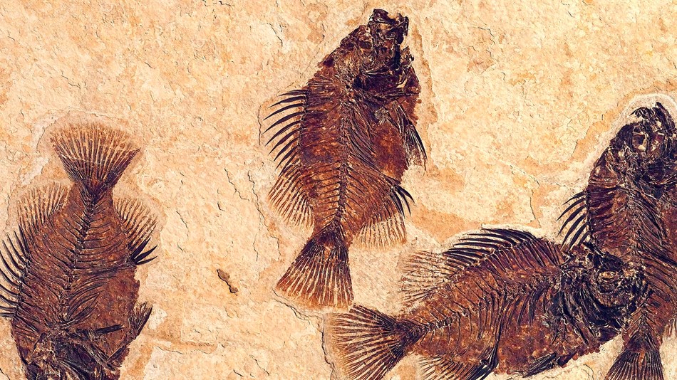 four fossil fish, Cockerellites liops, on limestone