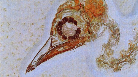 well preserved fossil bird head