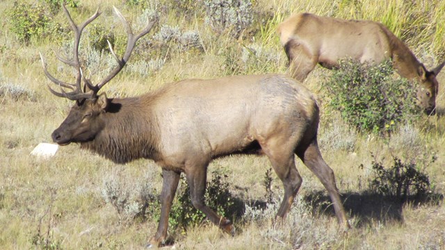 A male elk with a female behind.