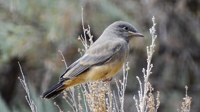 Say's phoebe, grey bird with a brown belly, perches in sagebrush and looks right.