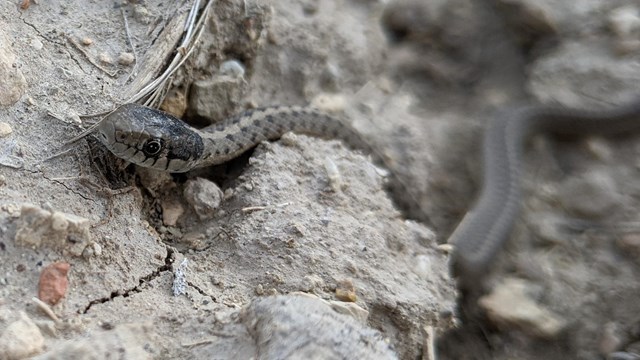 A gray and black garter snake winds through a dirt and gravel area.