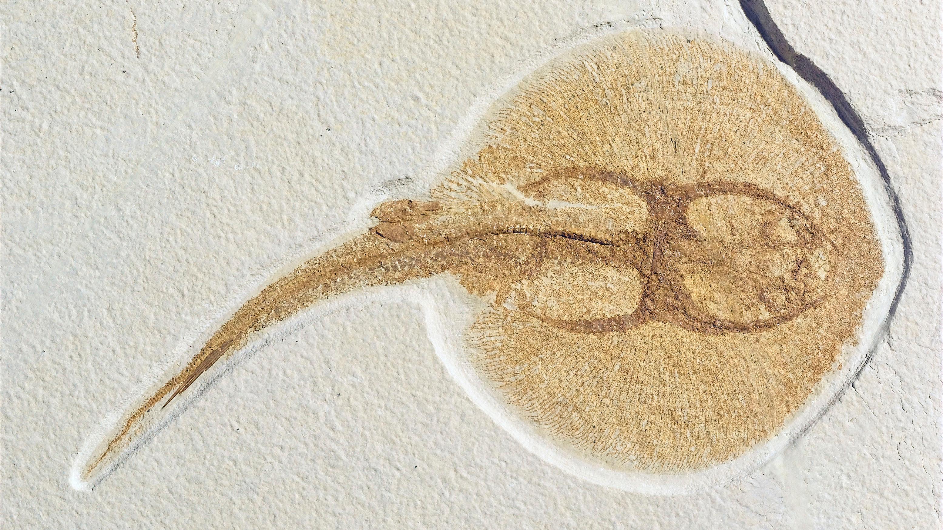 Tan stingray fossil facing right on pale cream stone. 