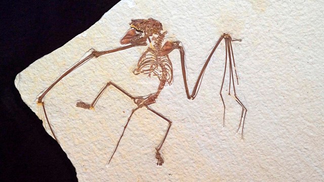 Fossil bat with right wing outstretched. Left wing is down and cut off by edge of rock.