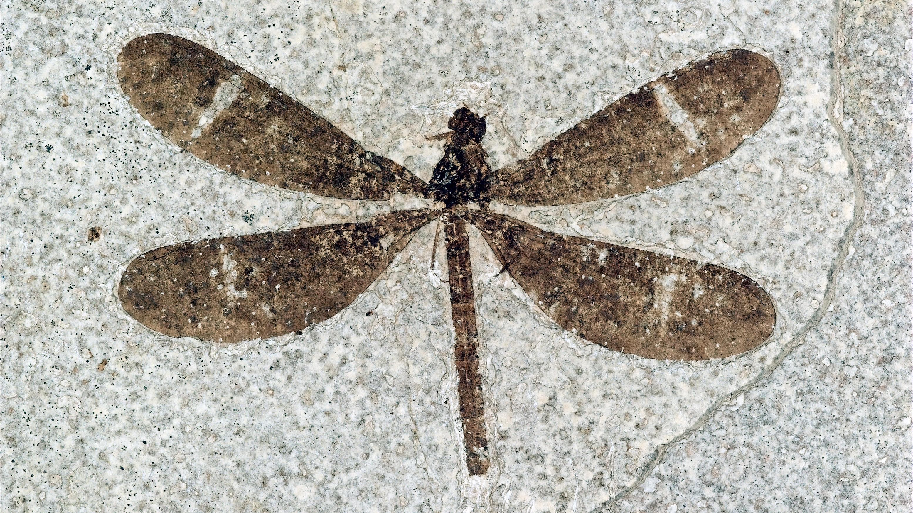 Fossil damselfly with white line a third of the way down dark brown wings.