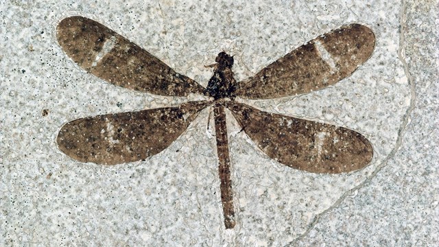 Fossil damselfly from Fossil Butte with white line a third of the way down dark brown wings.