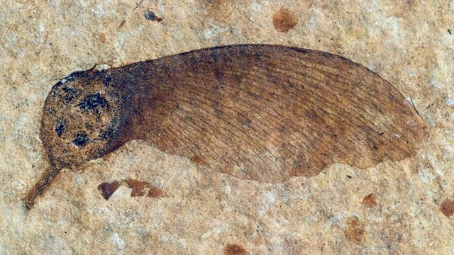 A brown winged seed fossil from the Green River Formation on speckled tan stone.