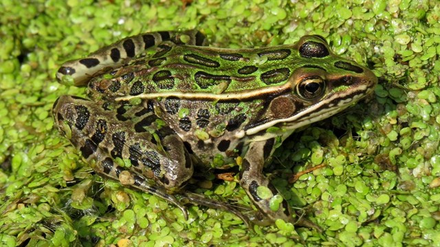 A spotted northern leopard frog looking right resting and on wet vegetation.