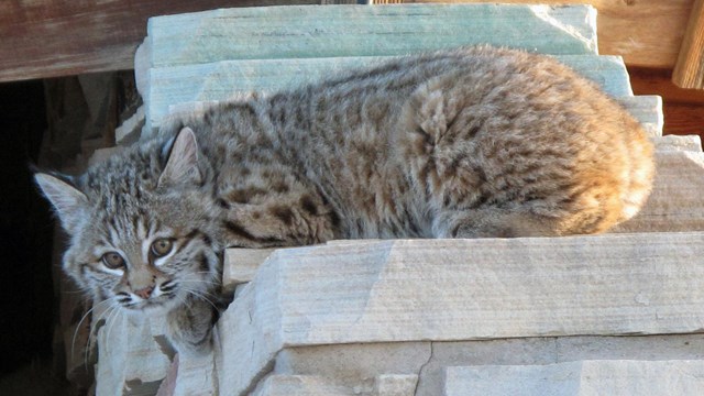 A young bobcat on a rock wall facing left and looking towards the camera.