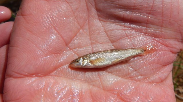 A fish rests in a hand, approximately half the width of the palm.