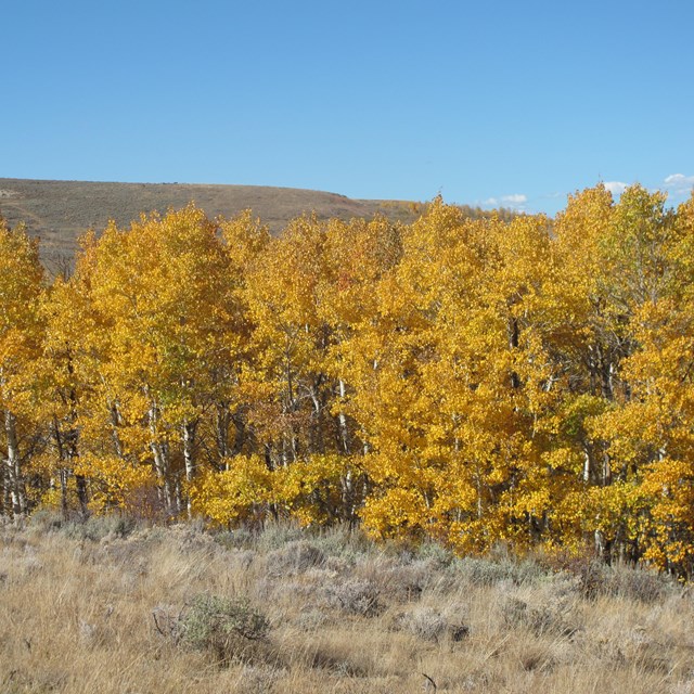 Yellow-leaved aspens in a row with yellow grasses in front.