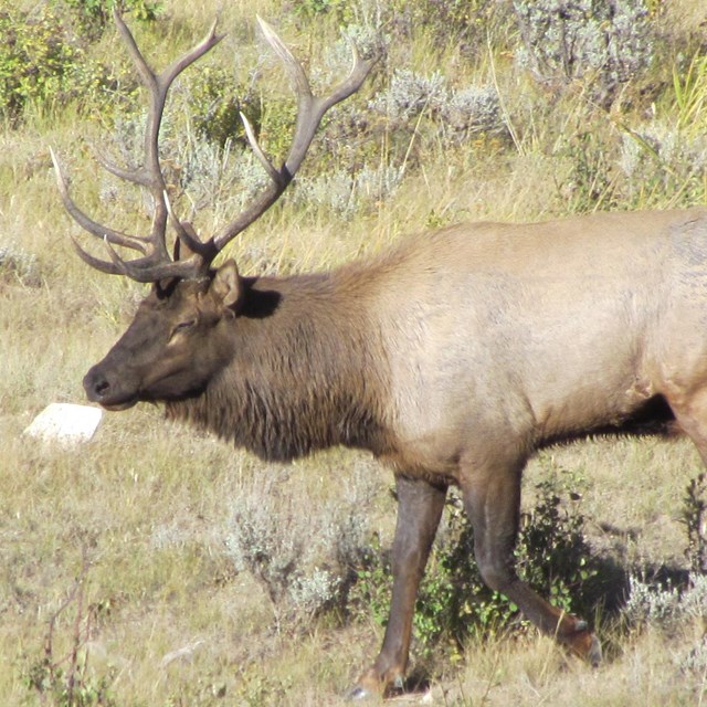 A male elk.